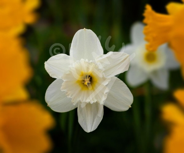 NORWAY Daffodil